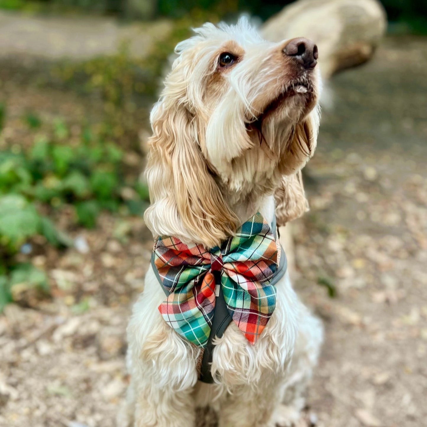 Autumn Plaid