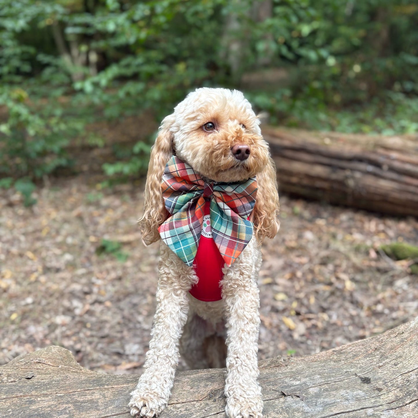 Autumn Plaid